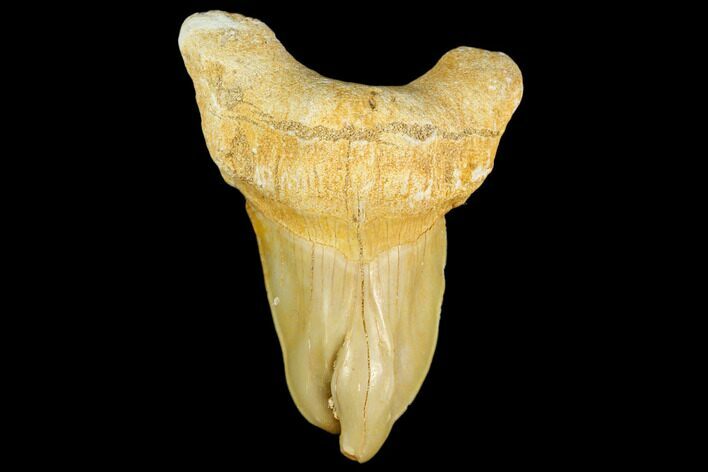 Pathological Otodus Shark Tooth - Morocco #115830